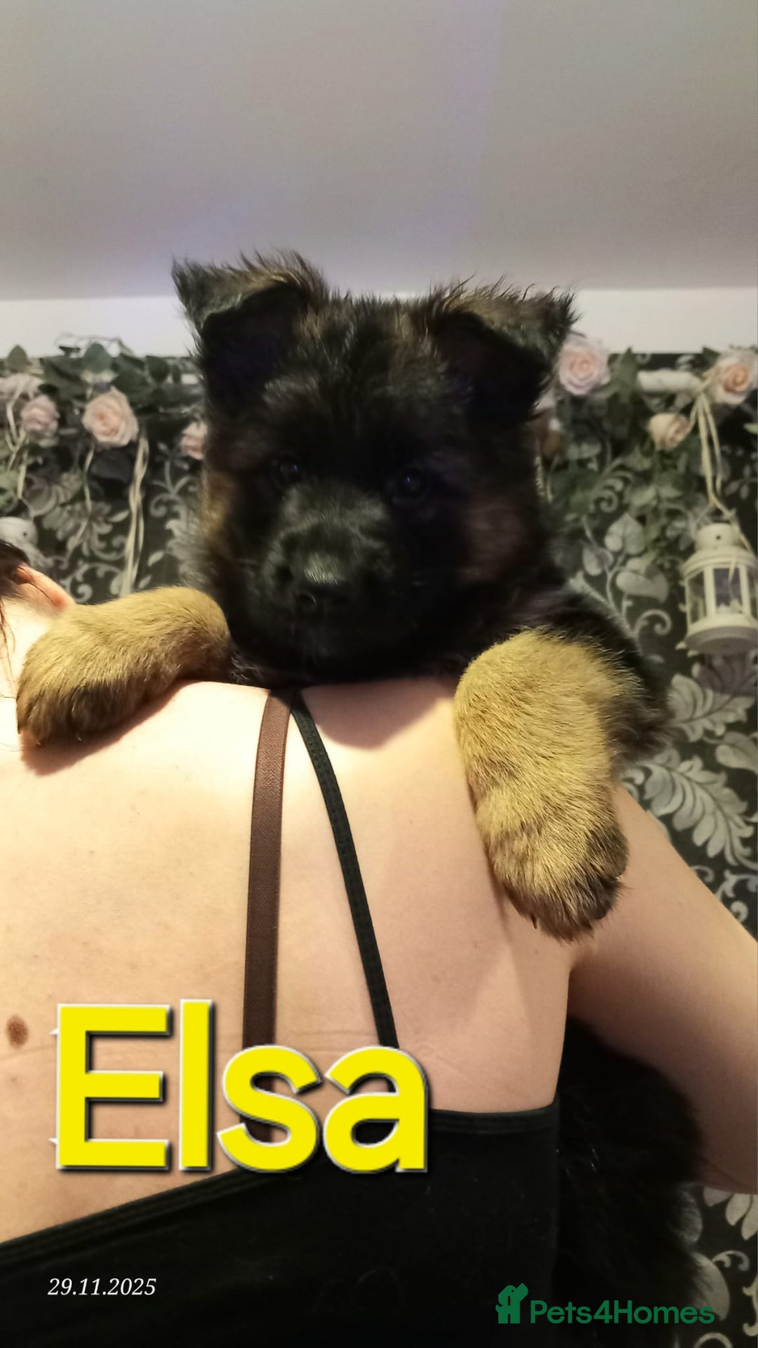 German Shepherd dogs for sale: Excellent Long-Haired German Shepherd Puppies-KC - Advert 8