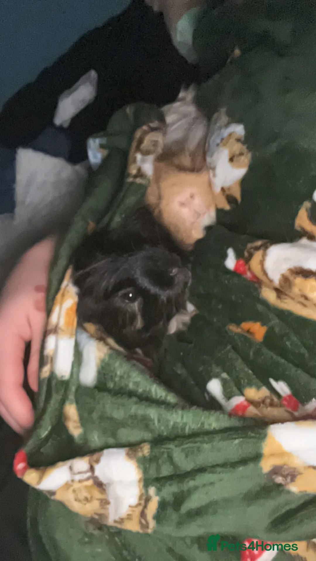 Guinea Pig rodents for sale: Two male Guinea pig brothers  - Advert 6