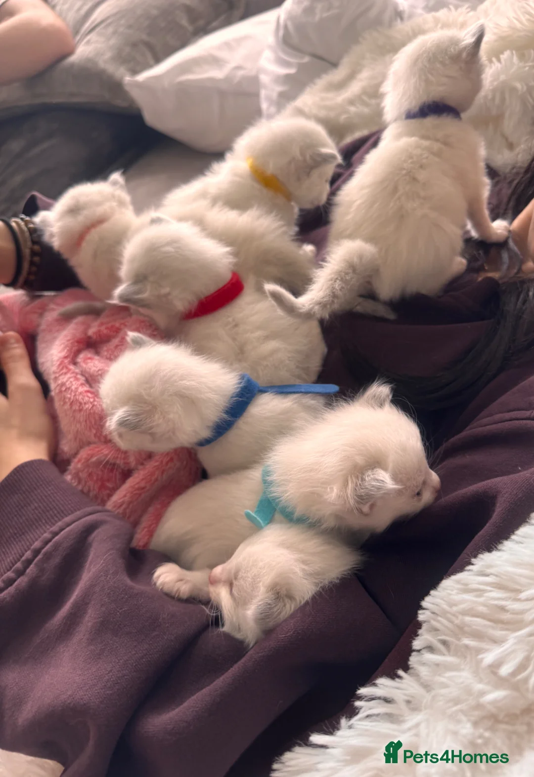Ragdoll cats for sale: Stunning Bi-Colour Ragdoll Kittens – 7 Available   - Advert 2