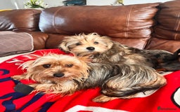 Yochon dogs for sale: Millies first litter  - Image 8