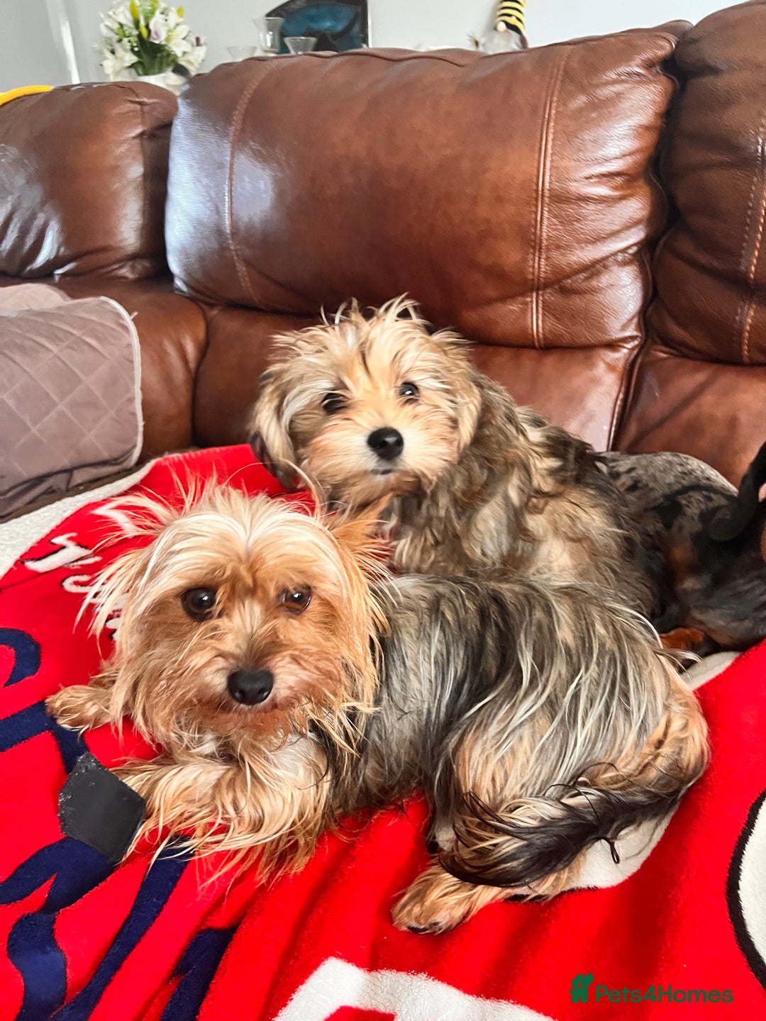 Yochon dogs for sale: Millies first litter  - Image 8