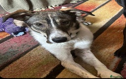 Mixed Breed dogs for adoption: Marble seeks forever home  - Image 5
