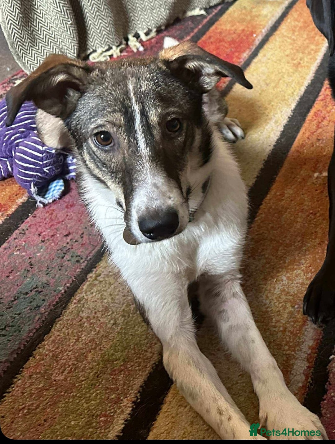 Mixed Breed dogs for adoption: Marble seeks forever home  - Image 5
