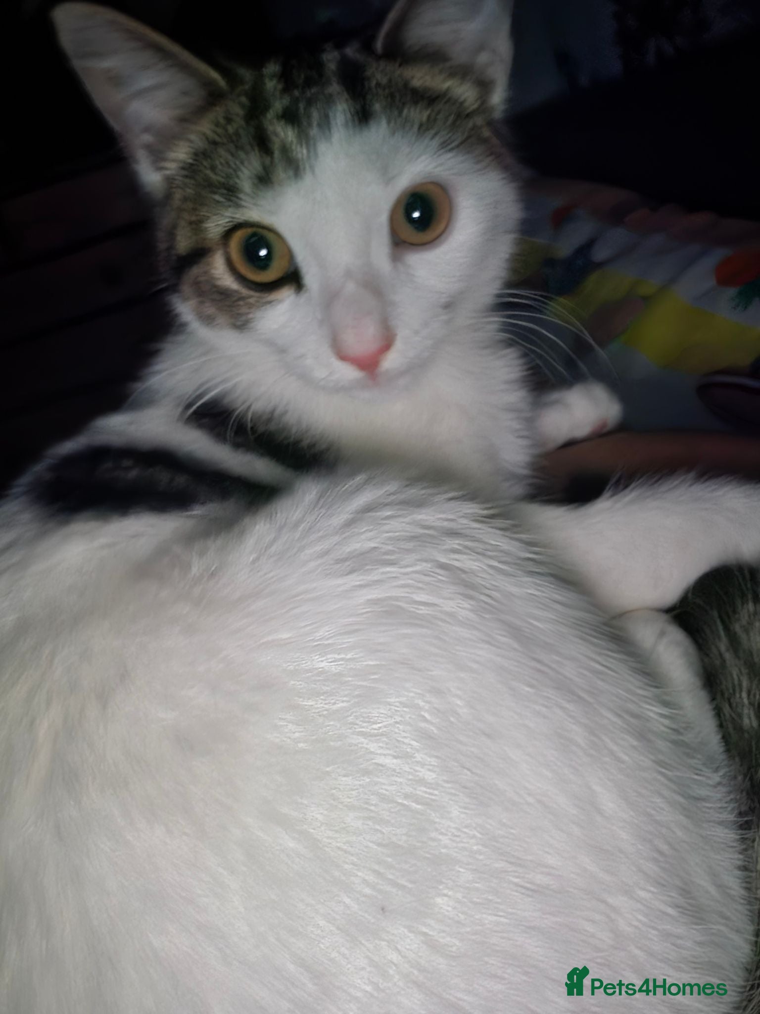 Mixed Breed cats Female kitty 5 months Pixie - Advert 1