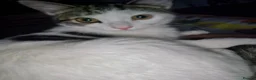 Mixed Breed cats for sale: Female kitty 5 months Pixie - Advert 1