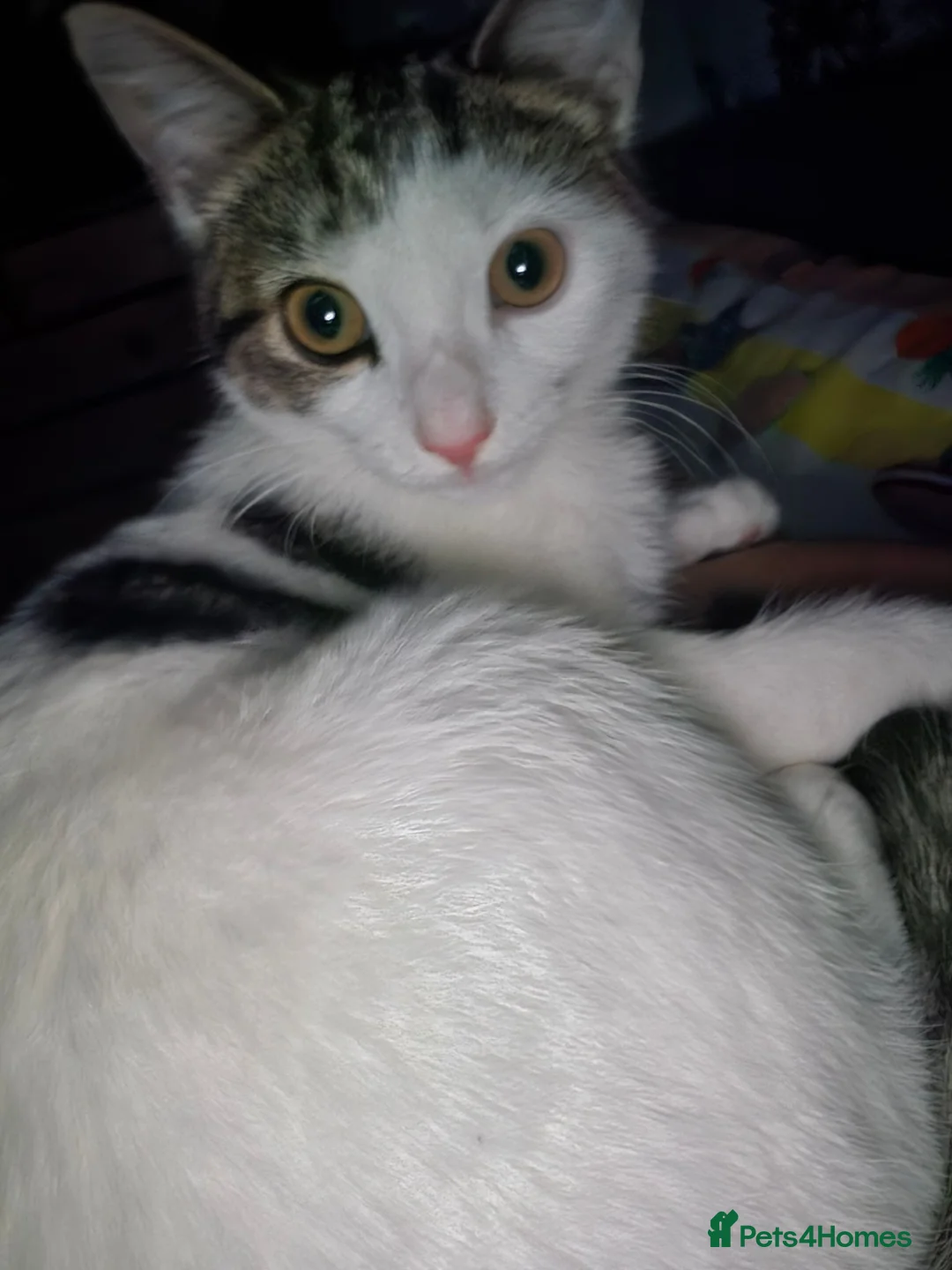 Mixed Breed cats for sale: Female kitty 5 months Pixie - Advert 1
