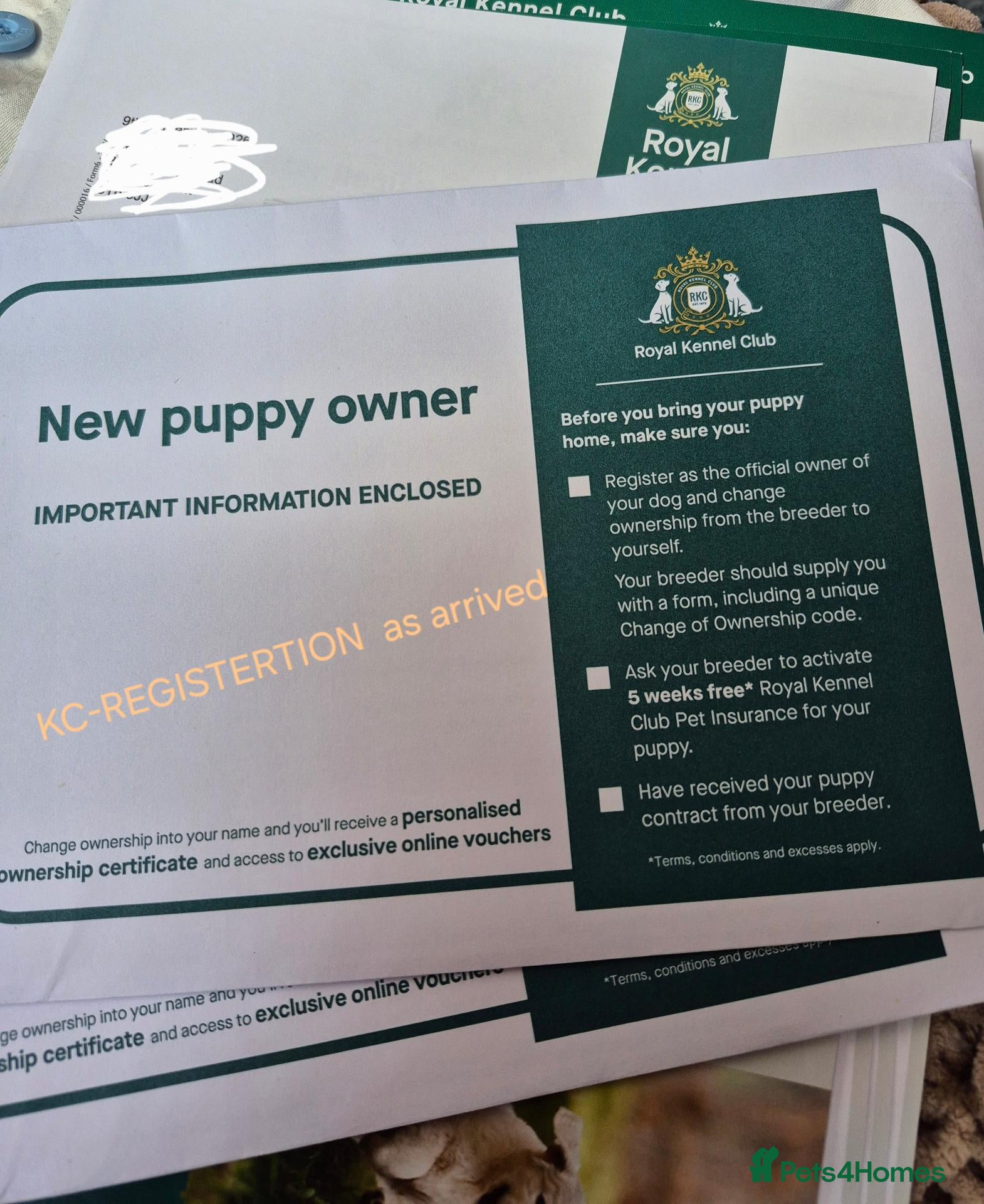 Dachshund dogs   Mini KC-registered longhaired dachshund puppies  - Advert 2