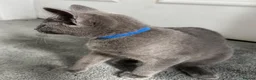 Russian Blue cats for sale: Russian Blue Kittens  - Advert 21