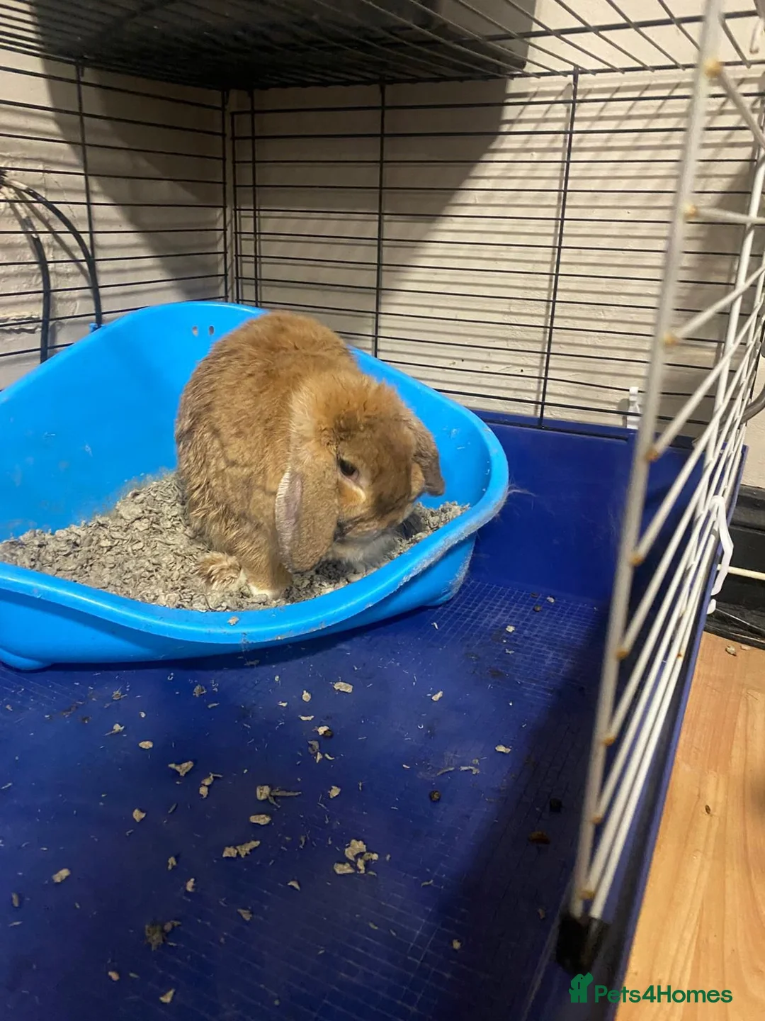 Mini Lop rabbits for sale: Beautiful mini lop Ivy in Greenford - Advert 5