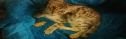 Mixed Breed cats for sale: Beautiful Part Bengal Kittens  - Advert 14
