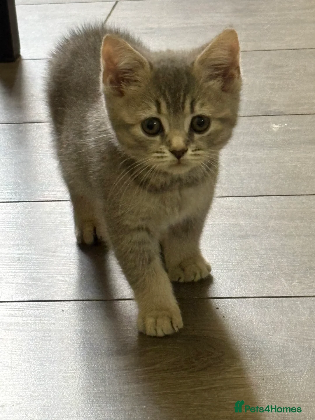 British Shorthair cats for sale: British shorthair kittens  - Advert 8