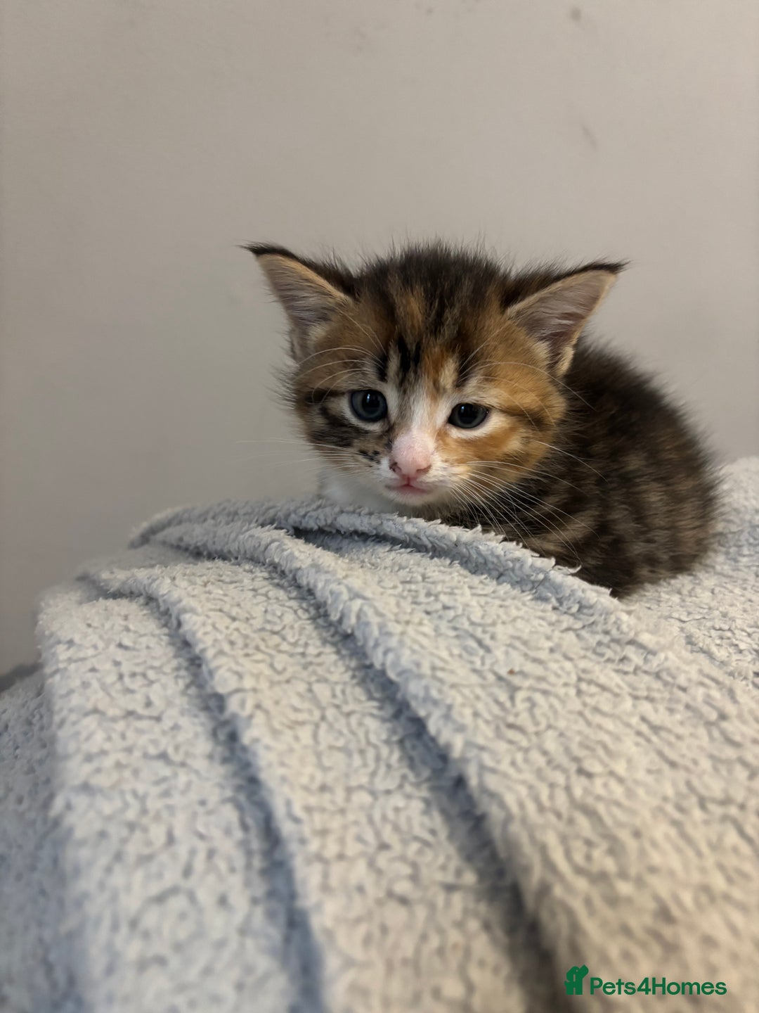 Domestic Shorthair cats for sale: Female kitten for sale  - Advert 3