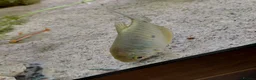 Gouramis fish for sale: 2 gourami - Advert 1