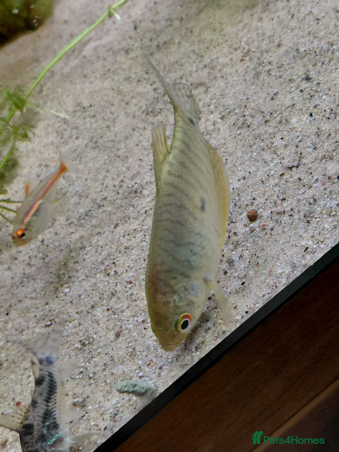 Gouramis fish for sale: 2 gourami - Advert 1