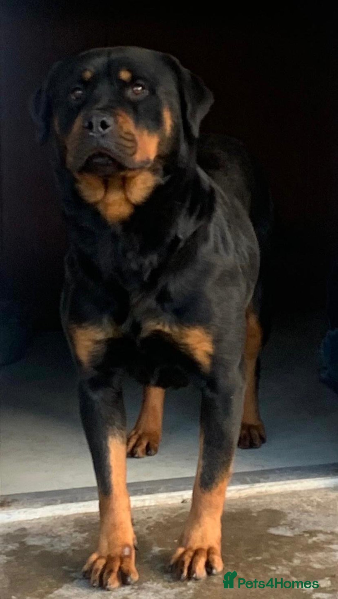 Rottweiler dogs for sale: Proper big old fashioned Rottie  pups ready now  - Advert 21