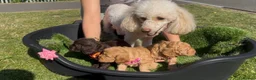 Cockapoo dogs for sale: COCKAPOO PUPPIES beautiful  in Oldham - Advert 4