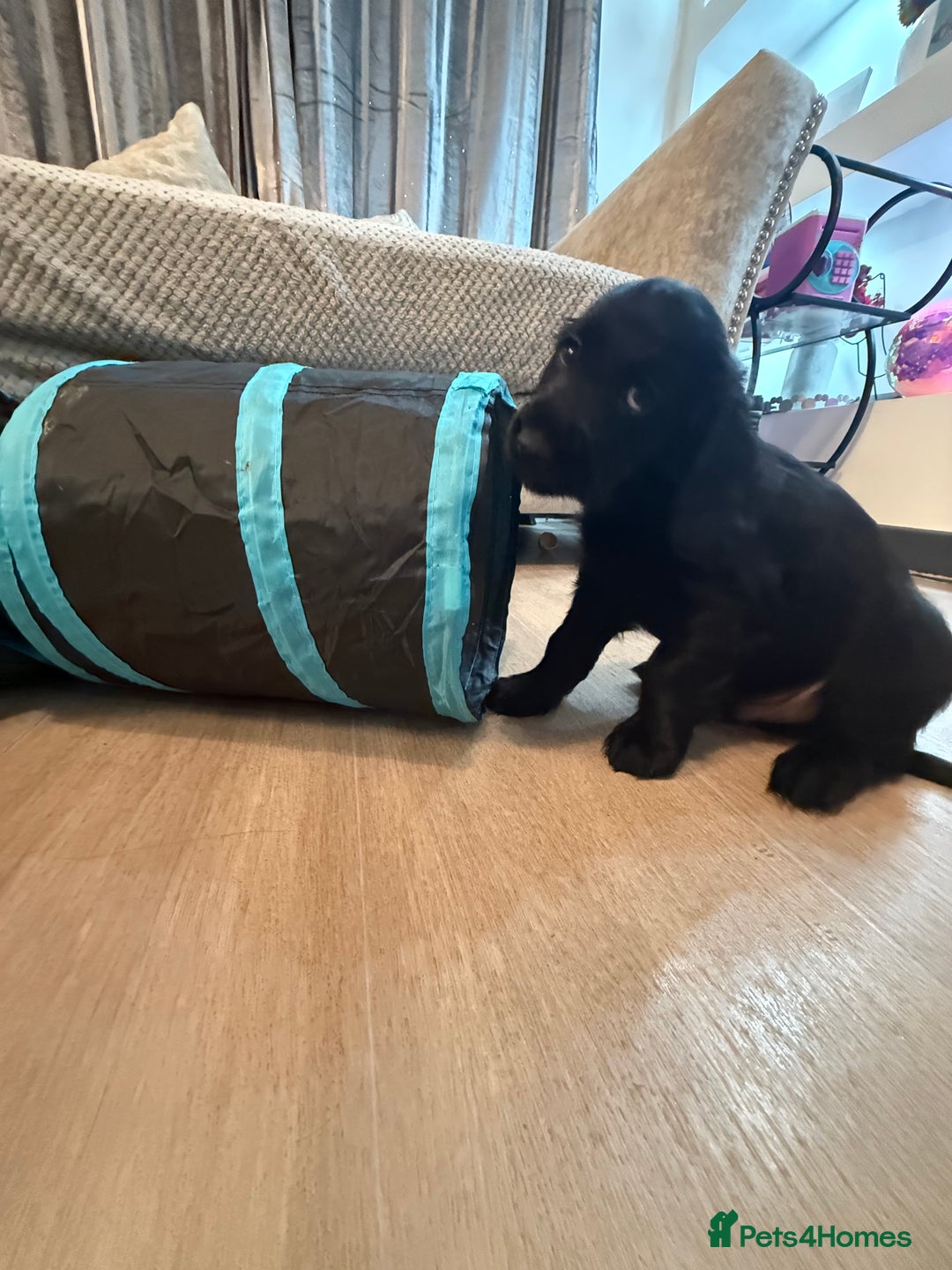 Cocker Spaniel dogs for sale: Cocker spaniel (working) - Advert 11