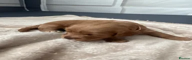 Cockapoo 3
