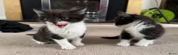 Mixed Breed cats for sale: 4 beautiful kittens for sale in Rhyl - Advert 12