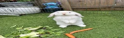 Mini Lop rabbits for sale: Marston our beautiful mini lop - Advert 1