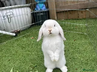 Mini Lop rabbits Marston our beautiful mini lop - Advert 1