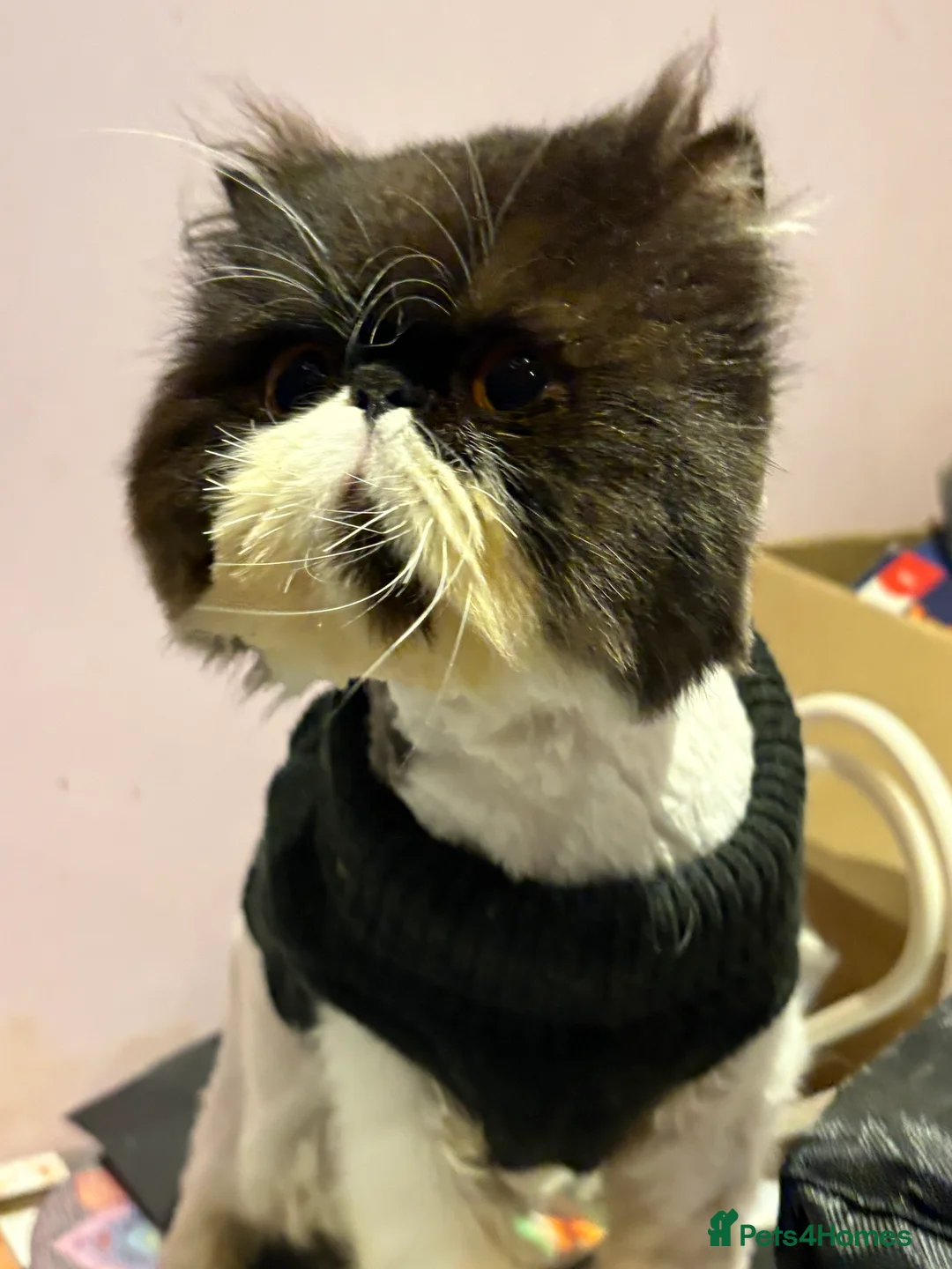 Exotic cats for sale: Handsome boy  - Advert 1