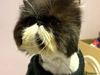 Exotic cats Handsome boy - Advert 3