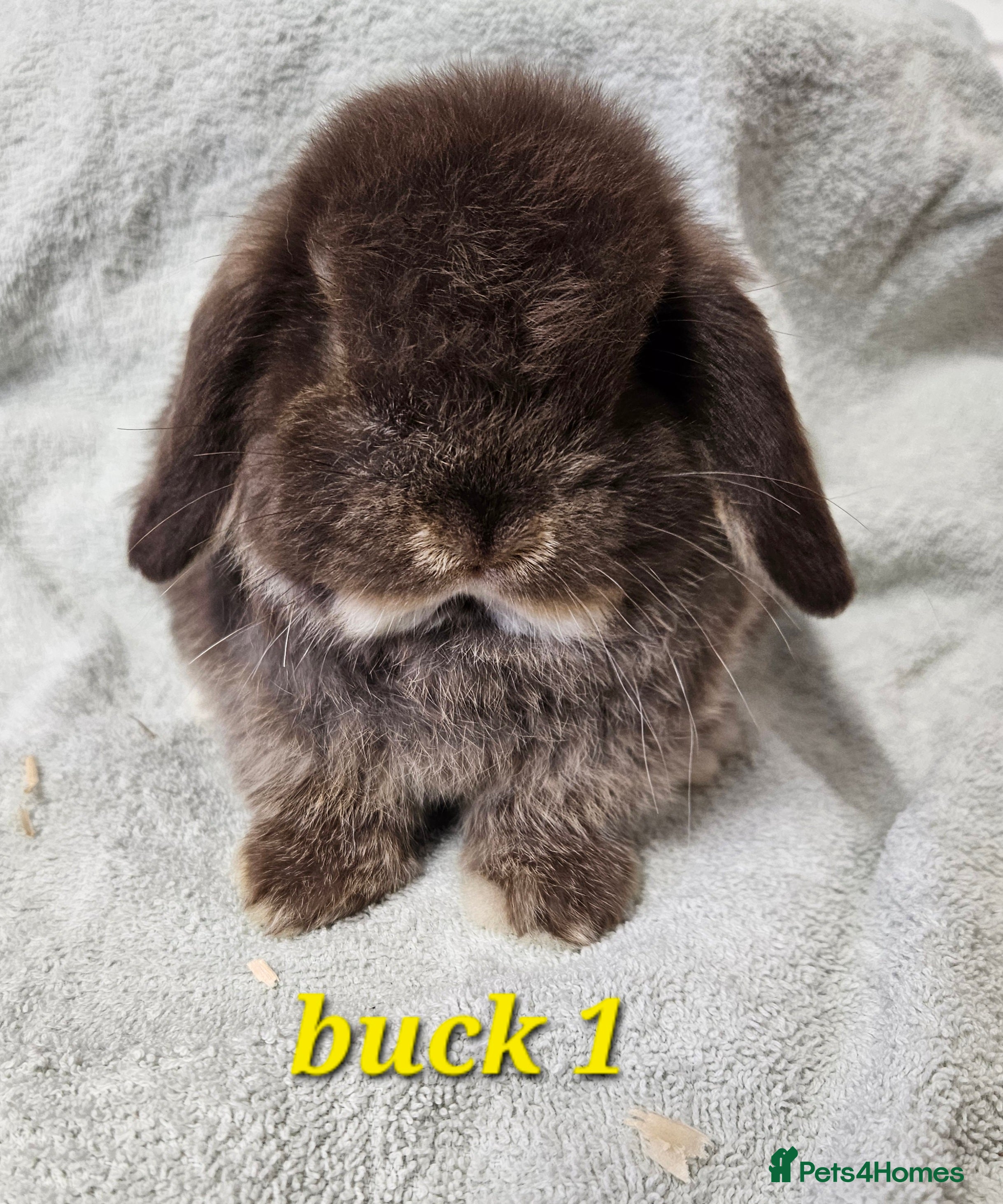 Mini Lop rabbits Mini lop baby boy rabbits  - Advert 3