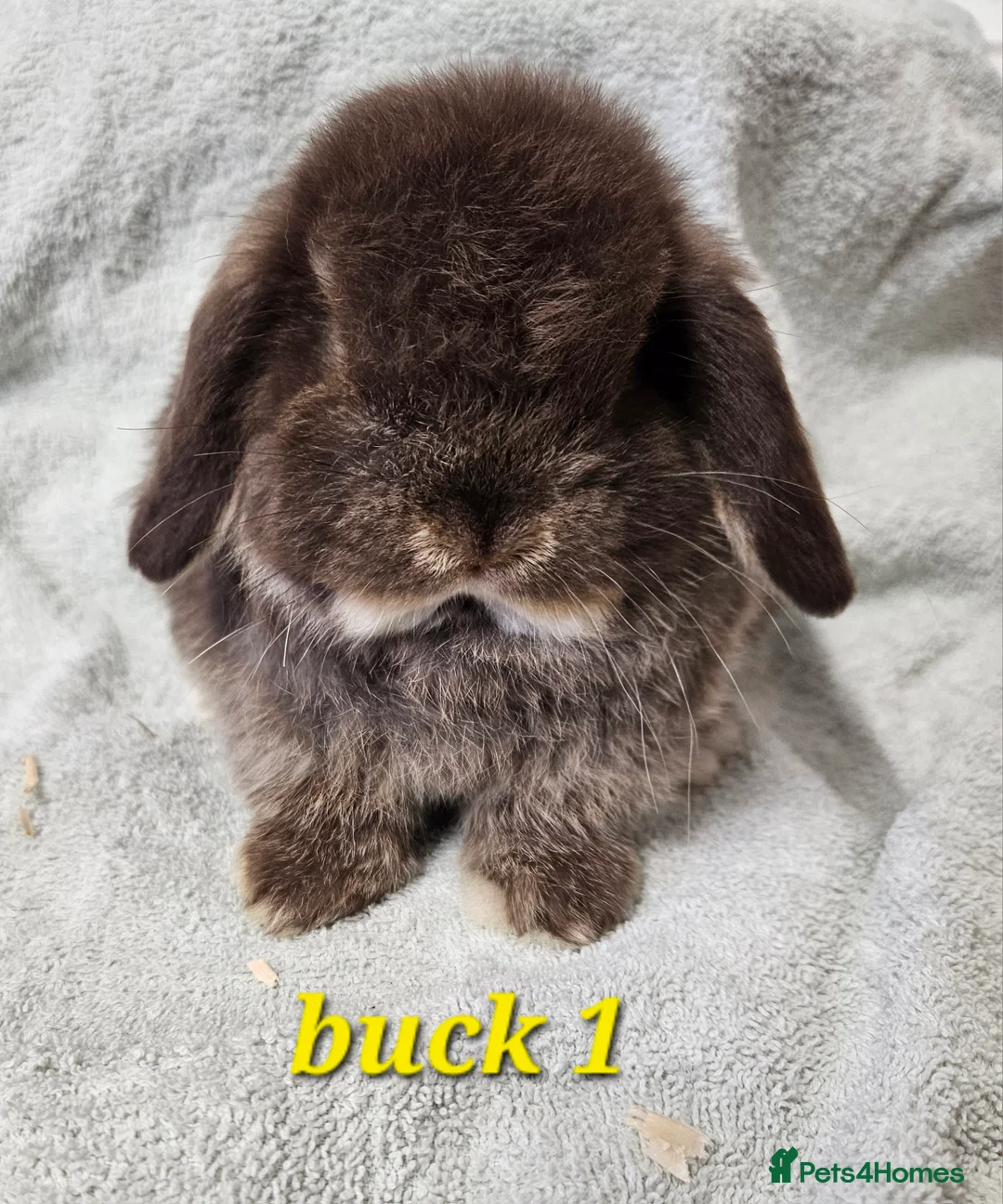 Mini Lop rabbits for sale: Mini lop baby boy rabbits  - Advert 1