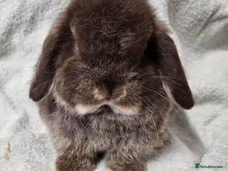 Mini Lop rabbits Mini lop baby boy rabbits - Advert 3