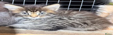 Maine Coon 2