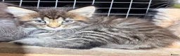 Maine Coon cats for sale: Half Maincoon Kittens  - Advert 21