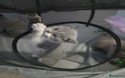 British Shorthair cats for sale: Full Britishshort hair kittens ready wendesday - Image 2