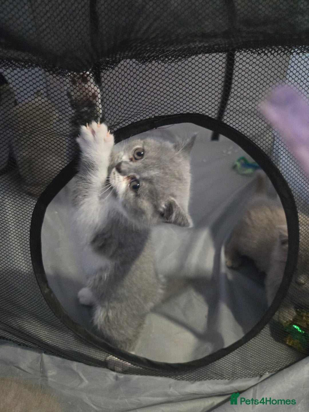 British Shorthair cats for sale: Full Britishshort hair kittens ready wendesday - Image 2