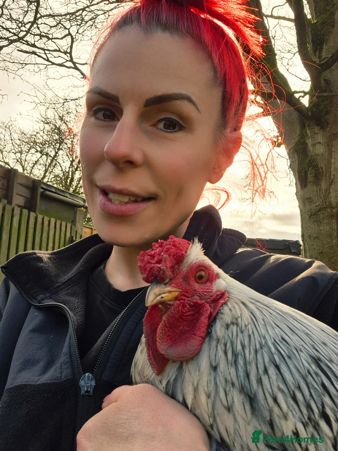 Chickens poultry for sale: Silver Laced Wyandotte Cockrel  - Advert 4