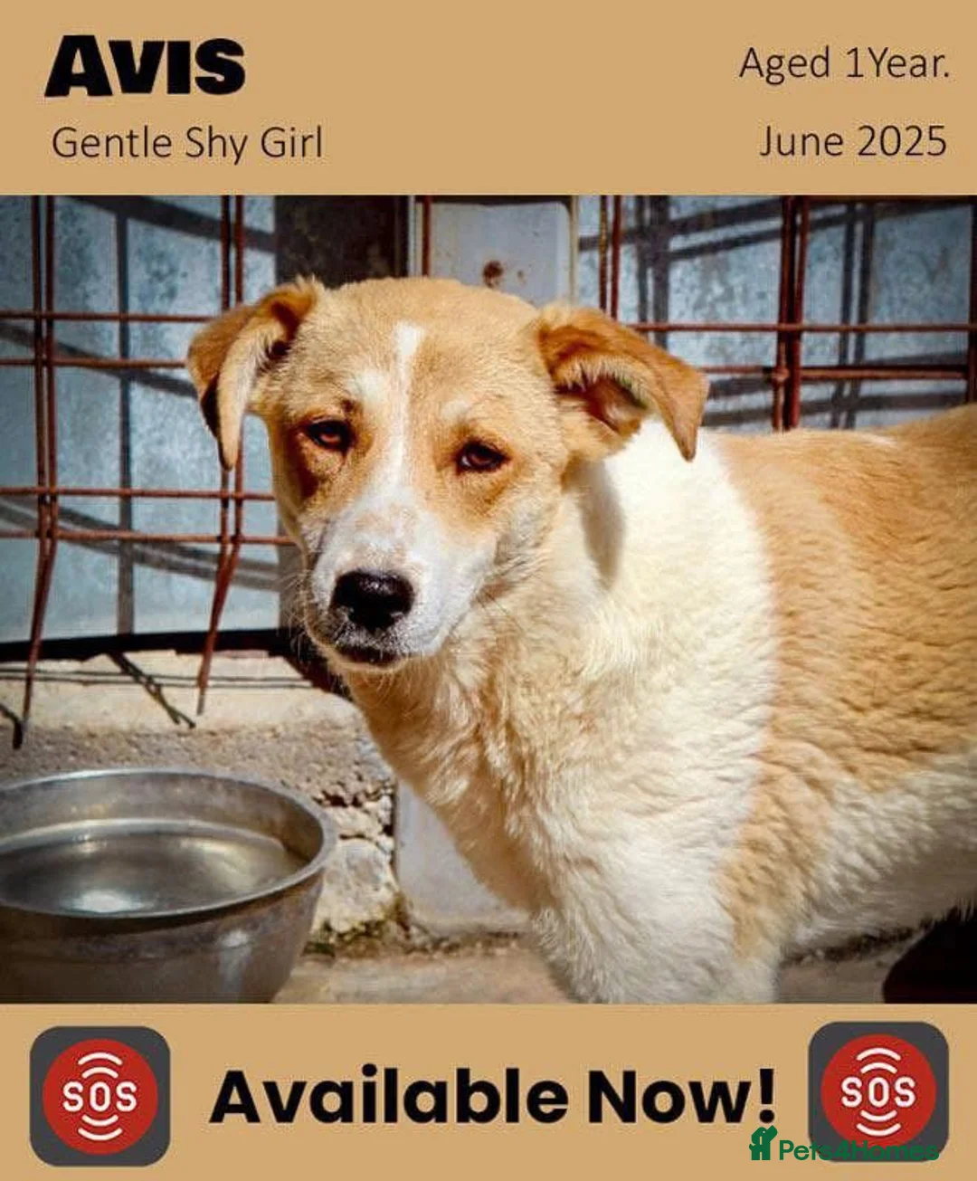 Mixed Breed dogs for adoption: Avis- 20 months - Available Devon area 🇬🇧🇬🇧 - Advert 15