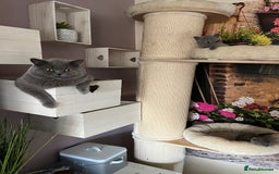 British Shorthair cats for sale: Beautiful British shorthair kittens 🐱 🥰 - Advert 4