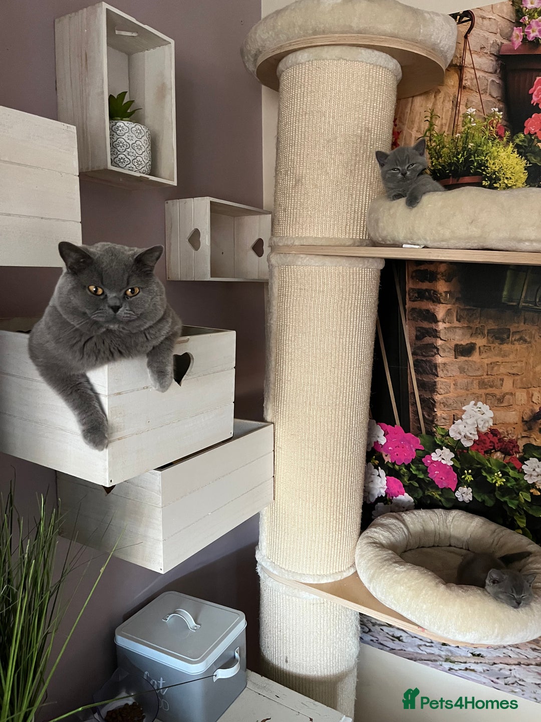 British Shorthair cats for sale: Beautiful British shorthair kittens 🐱 🥰 - Advert 4