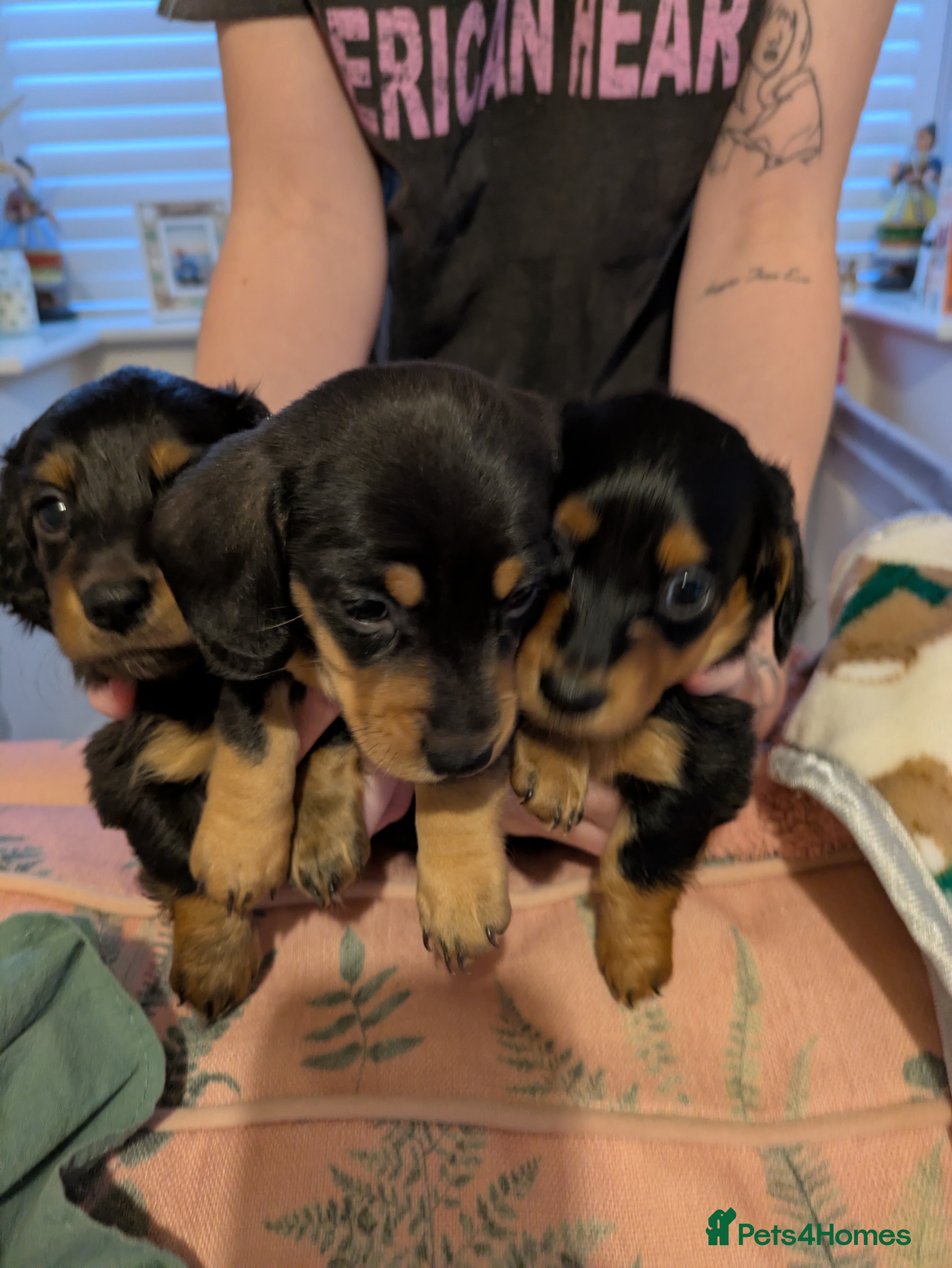 Miniature Dachshund dogs Miniature dashund puppies reserving now  - Advert 11