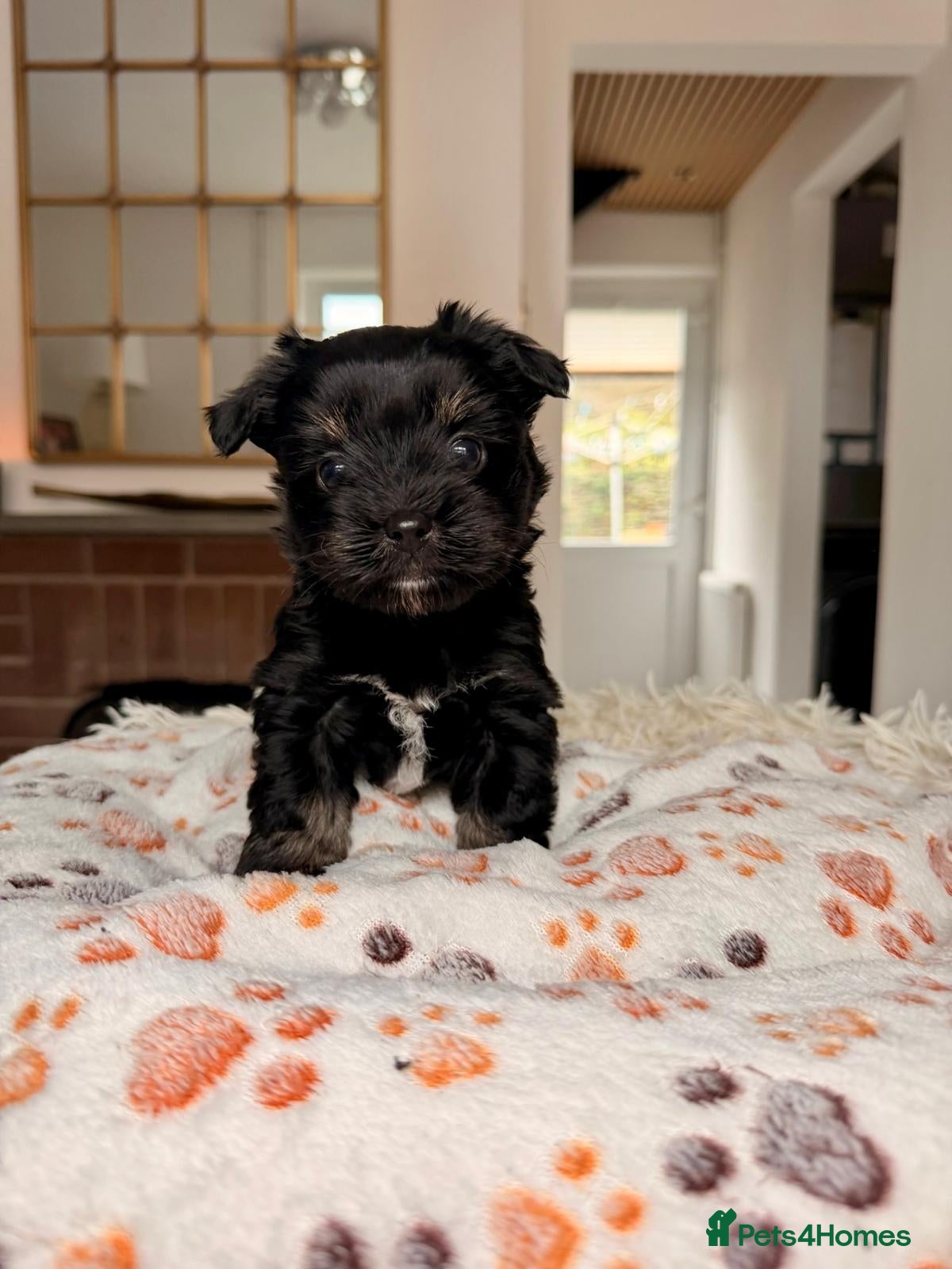 Yorkshire Terrier dogs Biewer Yorkshire Terrier | 5⭐ Licensed | DNA - Advert 13