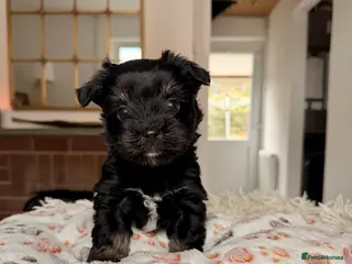 Yorkshire Terrier dogs Biewer Yorkshire Terrier | 5⭐ Licensed | DNA - Advert 13