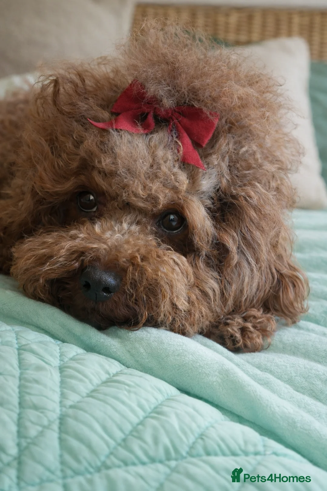 Toy Poodle dogs for sale: Asian chocolate red young adult mini poodle girl - Advert 2