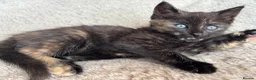 Mixed Breed cats for sale: Kittens Looking for Loving Families - Advert 4