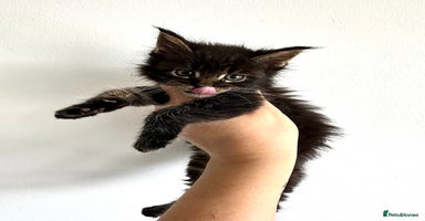 Maine Coon cats - Advert 4