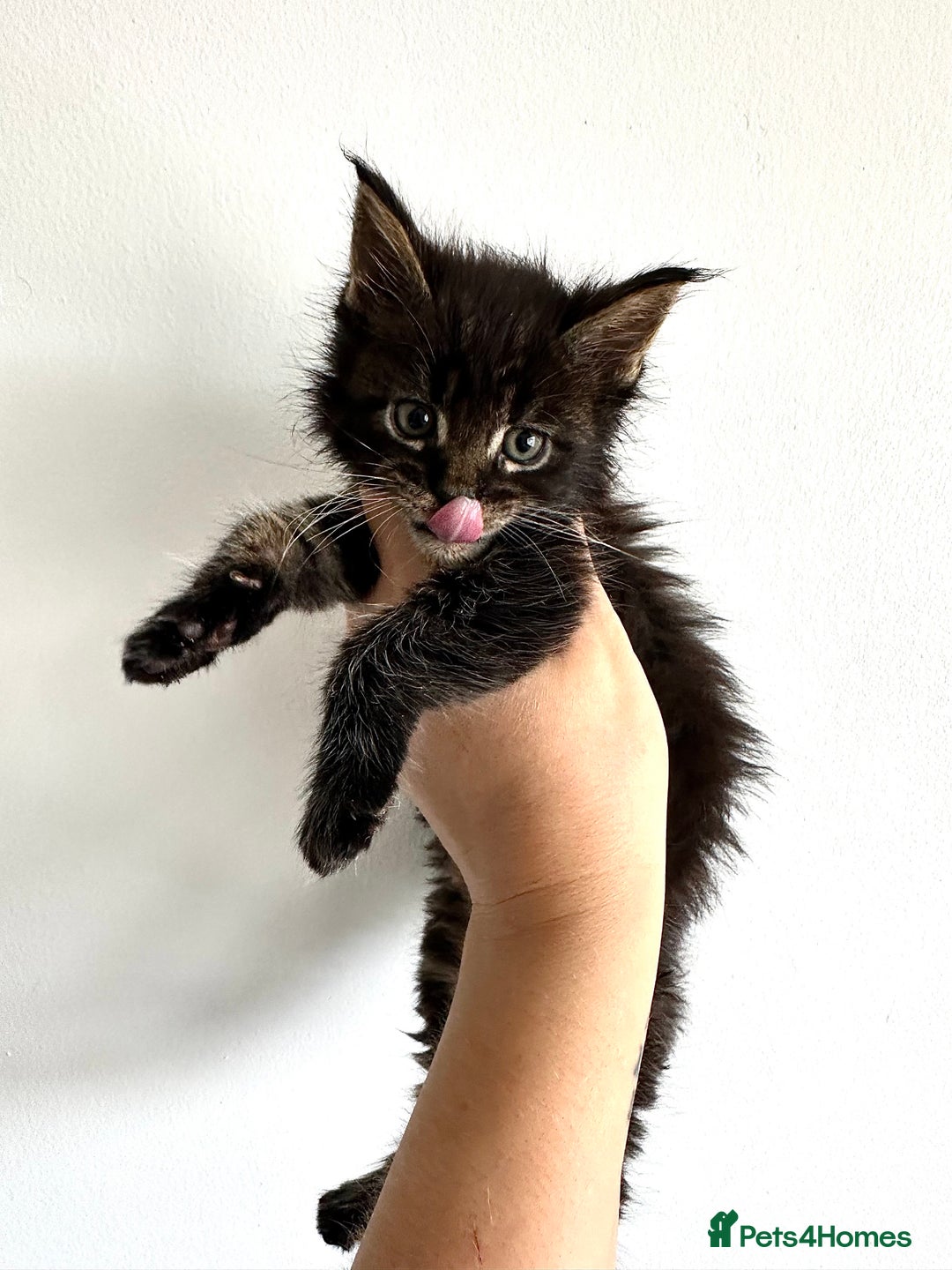 Maine Coon cats for sale: Maine coon kitten ❤️‍🔥 boys and girls available  - Image 3