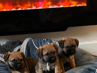 Border Terrier dogs SLEM CLEAR Border terrier puppies LAST 3 GIRLS - Advert 5