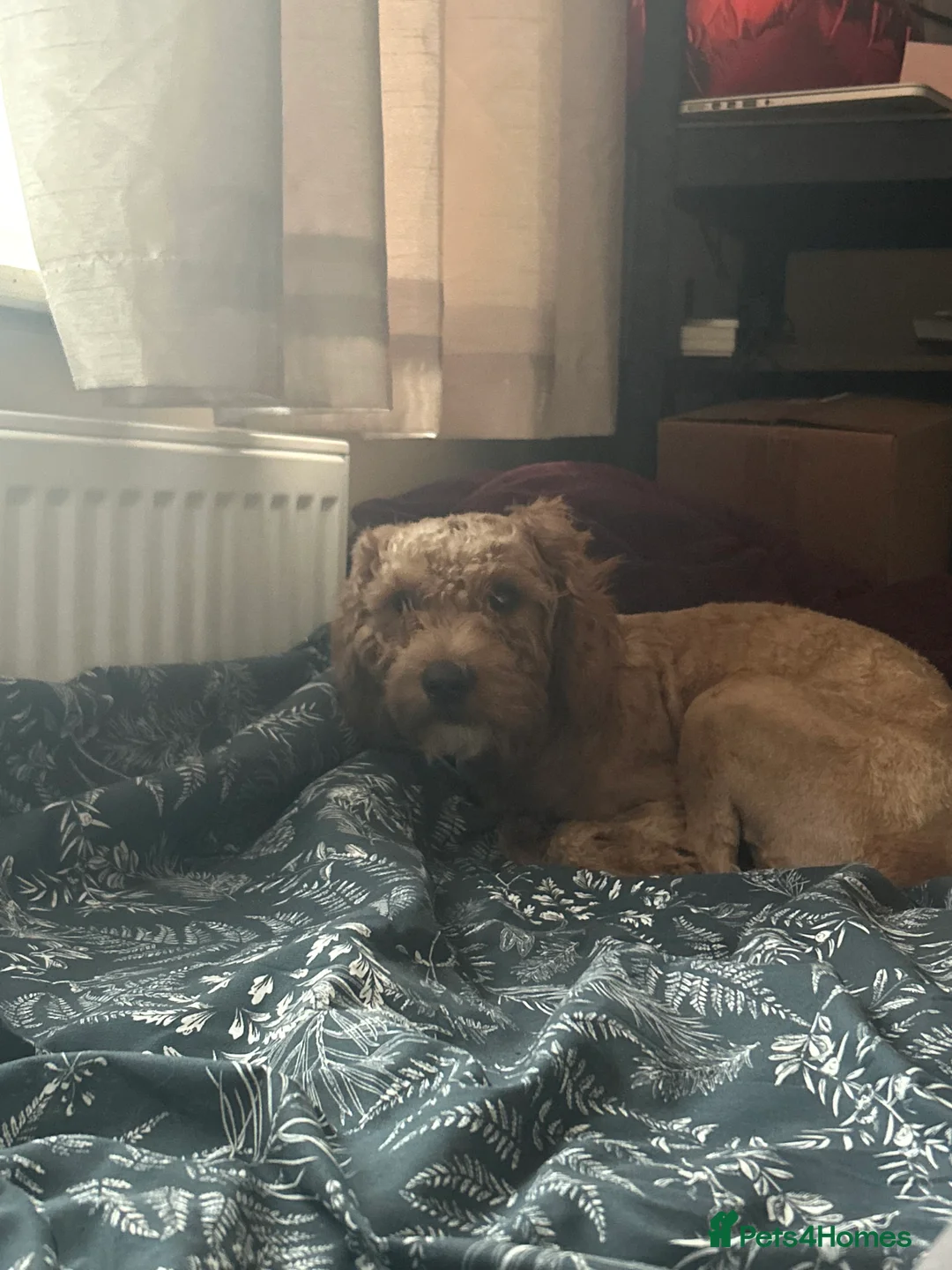 Cavapoo dogs for sale: Gorgeous, Cavapoo Girl for sale  - Advert 10