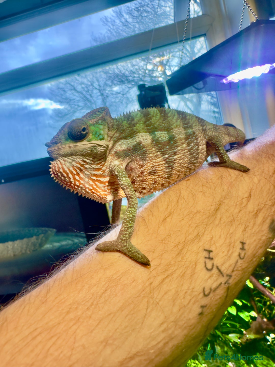 Chameleon reptiles for sale: Ambilobe Panther Chameleon Male - Advert 2