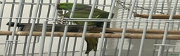 Ringnecks birds for sale: Max the Ringneck for sale - Advert 2