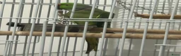 Ringnecks birds for sale: Black cage for sale (bird gone) - Advert 2